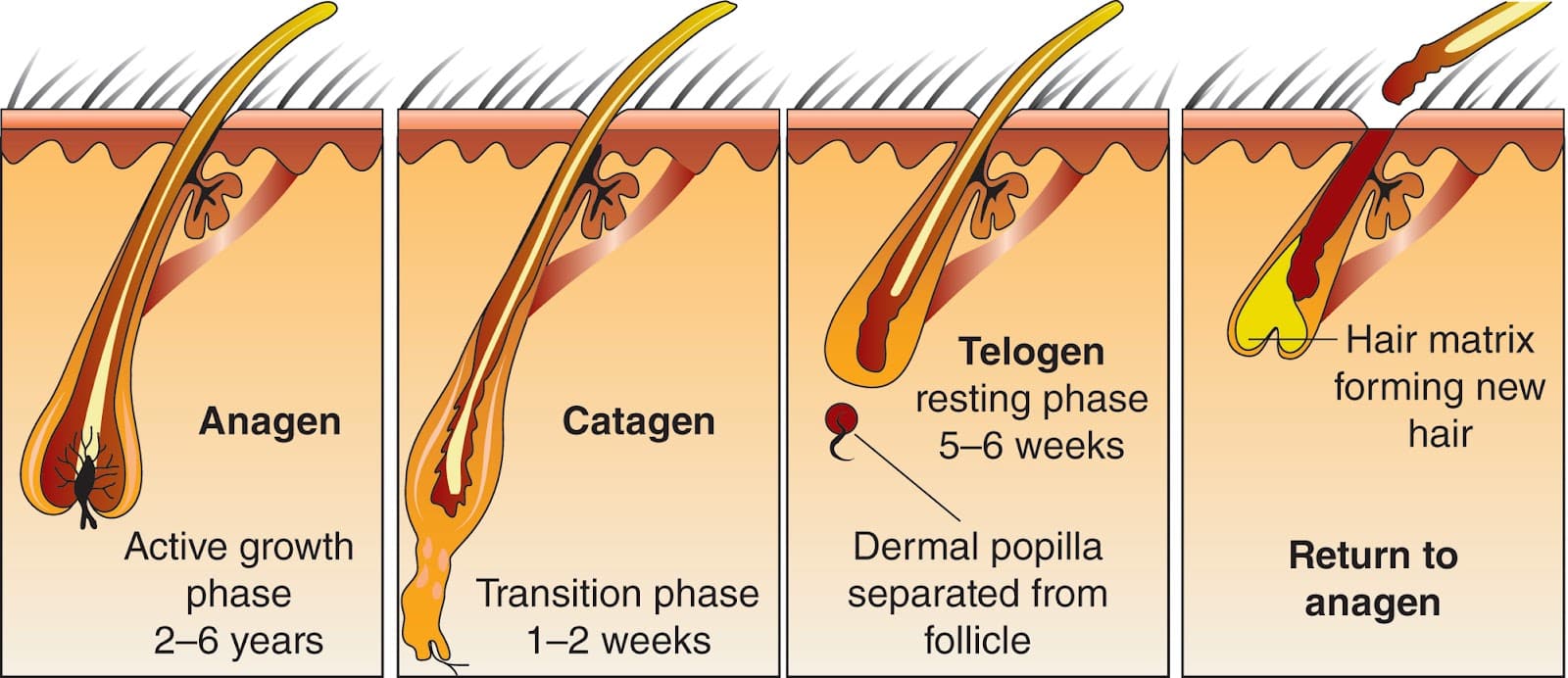 hair loss count for teenager