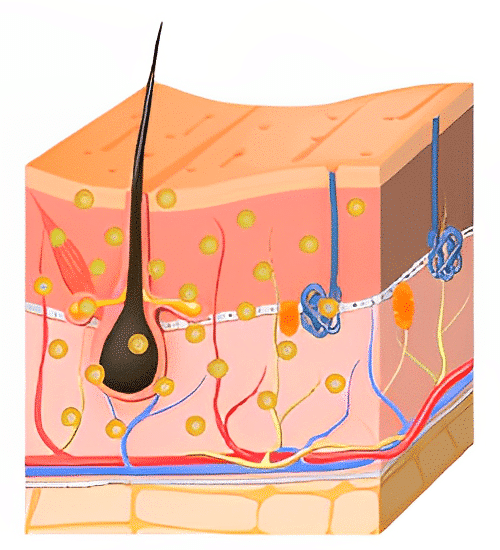 Step 2 of the Gold PTT treatment in Singapore procedure